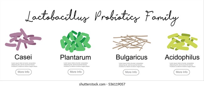 Probiotics Lactobacillus family, vector illustration. Good bacteria microorganism isolated on white background. Probiotics vector concept.