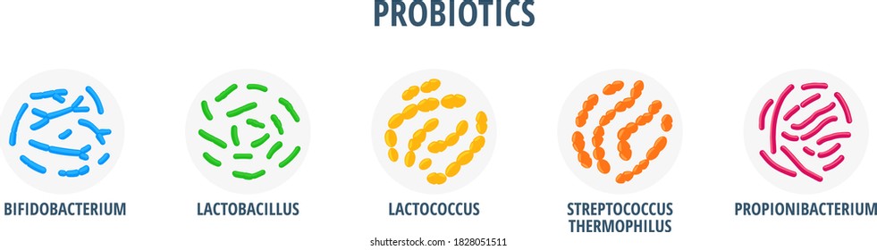 Probiotics types: Bifidobacterium, Lactobacillus, Lactococcus, Streptococcus Thermophilus, Propionibacterium. Human good gut microflora. Yogurt bacteria cultures. Flat realistic vector illustration.