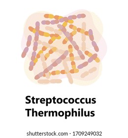 Vector de probióticos. Logo de Streptococcus thermophilus con texto. Se muestran símbolos amorfos para productos lácteos como yogur, acidófilo. 