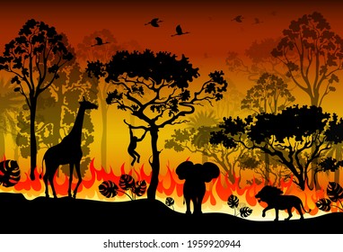 Problems forest fire burns in Australia. Forest fires with silhouette of wild animals. Burning forest spruces in fire flames isolated, nature disaster