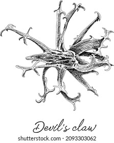 Proboscidea, harpagophytum procumbens (devil's claw, devil's horn, ram's horn, unicorn plant) Harpagophytum procumbens. Sketchy hand-drawn vector illustration.