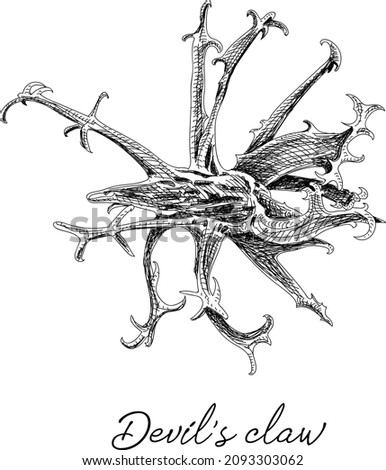 Proboscidea, harpagophytum procumbens (devil's claw, devil's horn, ram's horn, unicorn plant) Harpagophytum procumbens. Sketchy hand-drawn vector illustration.