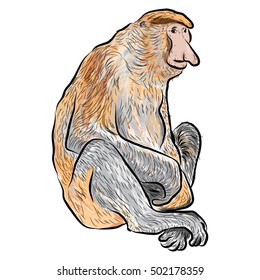 proboscis monkey