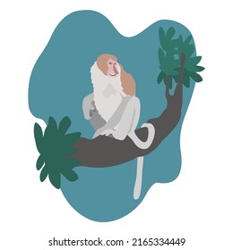 proboscis monkey- Long nose monkey- Illustration.