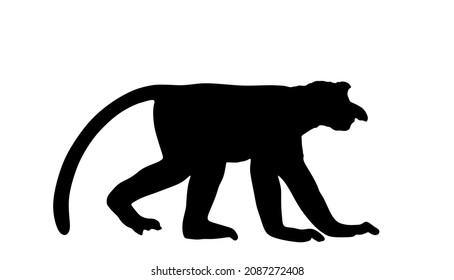 Proboscis monkey or nasalis larvatus vector silhouette illustration isolated on white background. Large nose monkey symbol. Rare endemic animal.