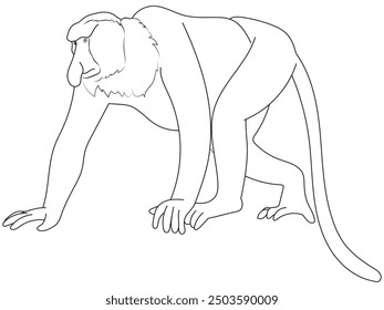 Proboscis monkeys are native to Kalimantan in Indonesia. Illustration in outline and vector format.