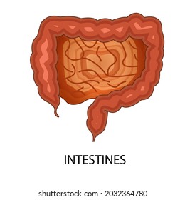 The process of absorption of nutrients from food and drink is part of the function of the small intestine. This is what makes the small intestine an important role in the digestive process