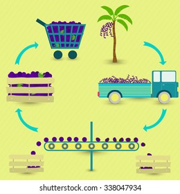 Process of acai (brazilian fruit). Acai production steps. Acai tree, harvest, transport, separation of healthy and rotten acais, sale at the grocery store. In a circular scheme.