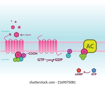 Process of Adenylate cyclase activation via GPCR Gs and cAMP production amplification. Infographic for education, pharmacology, biology.