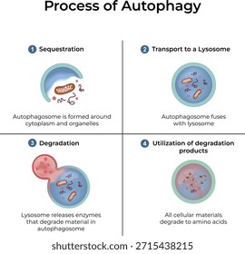 Prozess der Autophagie-Design-Vektorgrafik