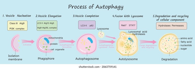Proceso de Autopagia en ilustración vectorial de fondo azul