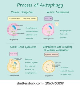 Proceso de Autopagia en ilustración vectorial de fondo azul