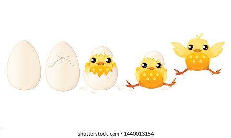 Process baby chicken hatching from the egg cartoon animal design flat vector illustration on white background