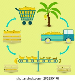 Process of banana. Banana production steps. Banana tree, harvest, transport, separation of healthy and rotten bananas, sale at the grocery store. In a circular scheme.