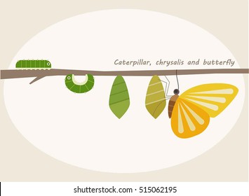 The process of becoming a butterfly in a larva