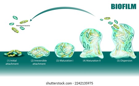 Process of Biofilm formation five stages with development and dispersion diagram. Initial and  Irreversible attachment, Maturation and Dispersion. Adhesion of waterborne bacteria on surface. Waterborn