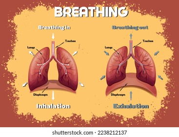 The process of breathing explained