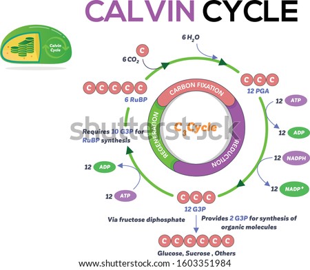 Process of Calvin Cycle Design Stock photo © 