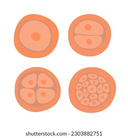 The process of cell division during fertilization. Egg cell division. Fertilization of the egg. Zygote.