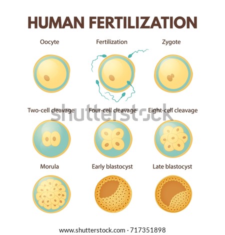 process cell division early stages development のベクター画像素材
