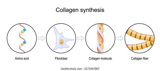 Process Of Collagen Synthesis. From Amino Acid To Collagen Fiber And Molecule. Role Of Fibroblast Of Aging Process. Vector Illustration