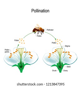 The process of cross-pollination using an animal of pollinator (bee). Anatomy of a flower. Flower Parts. Detailed Diagram. Reproduction in Plant. useful for study botany and science education