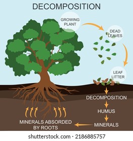 Process of decomposition in nature. Colored vector illustration.