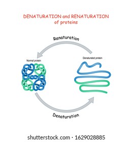 Process of Denaturation and renaturation of proteins. Vector diagram for science, education, and medical use.