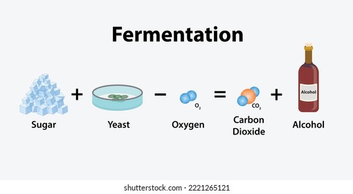 The Process of Fermentation, Sugar plus Yeast without oxygen, then create carbon dioxide and alcohol, vector, illustration