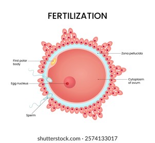 Process of fertilization from fusion of sperm and egg