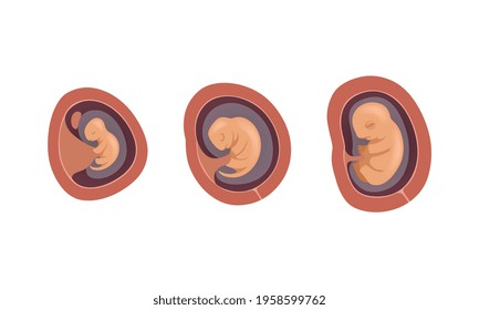 Process of Fetal Development or Embryological Stage Vector Set