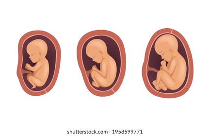 Process of Fetal Development or Embryological Stage Vector Set