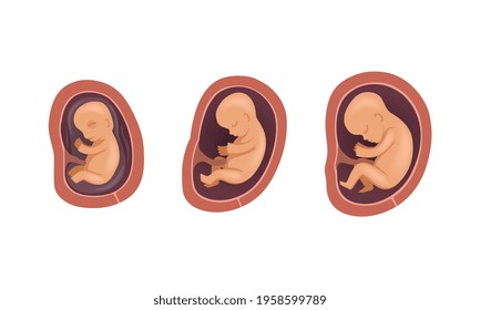 Process of Fetal Development or Embryological Stage Vector Set