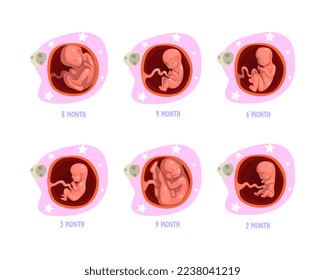 Process of Fetal Development or Embryological Stage Vector Set