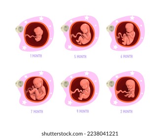 Process of Fetal Development or Embryological Stage Vector Set