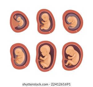 Process of Fetal Development or Embryological Stage Vector Set