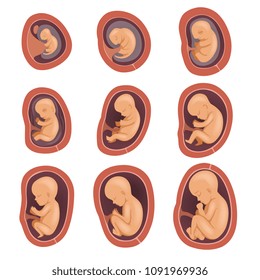 Process of fetal development. Pregnancy from 1st to 9th months. Flat vector design for educational book, infographic poster or brochure