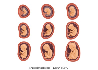 Process of fetal development. Pregnancy from 1st to 9th months. Flat vector design for educational book, infographic poster or brochure