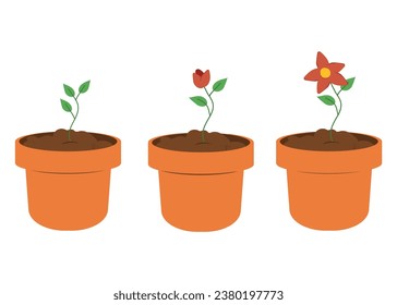 Process of flower growth. Vector image of three stages of growth of a beautiful flower in a brown pot.