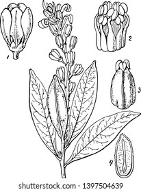 The process of flowering has been shown in this frame. It contains first flowers its seeds then buds and finally the seeds in those flowers vintage line drawing or engraving illustration.