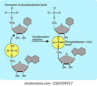 Process of formation of Phosphodiester bond svg