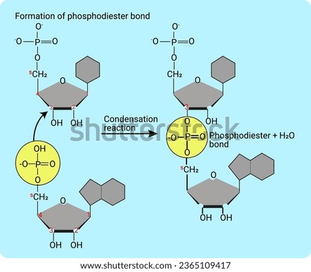 Process of formation of Phosphodiester bond