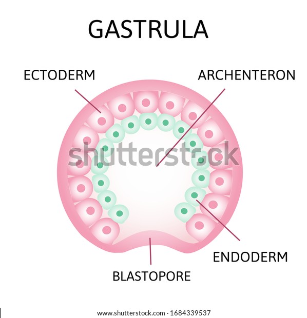 does blastopore lead to archenteron