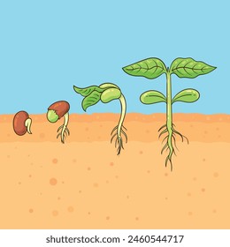 
the process of growing bean seeds until leaves appear