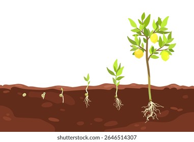 Process of growing citrus fruit tree from grain seed pit sprout to lemon tree with harvest, Plant growth in soil stages, Planting tree, hand drawn vector infographic illustration for packaging design