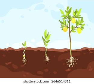 Process of growing citrus fruit tree from seed sprout to lemon bush with harvest, Plant growth stages in soil, hand drawn infographic illustration for packaging design, educational purposes, gardening