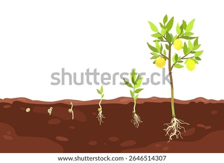 Process of growing citrus fruit tree from grain seed pit sprout to lemon tree with harvest, Plant growth in soil stages, Planting tree, hand drawn vector infographic illustration for packaging design