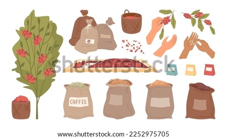 Process of growing and producing coffee at farm plantation. Hands sorting beans and packing into bags. Local business and cultivation. Vector in flat style