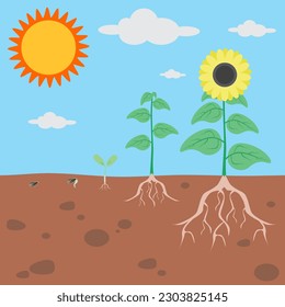 The process of growing a sunflower from seed to flowering and fruit-bearing plant with root system.Growing and blooming sunflower.Sunflower life cycle.Plant Diagram for Science Education illustration.
