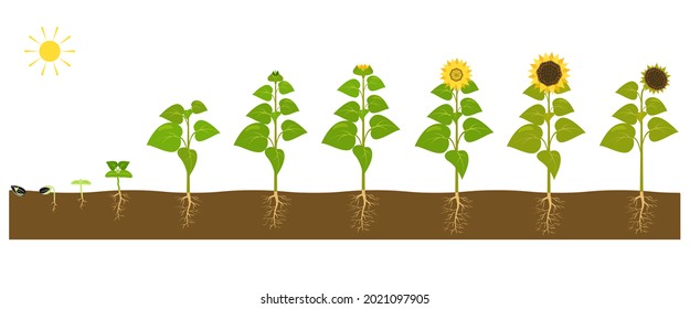 The process of growing a sunflower from seed to ripe plant. Vector illustration of sprouting seedlings in the soil.